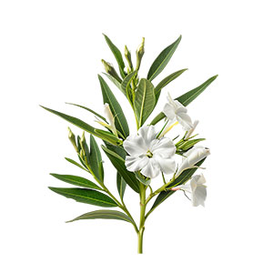 Photo White Nerium Oleander :: fragrance ingredients