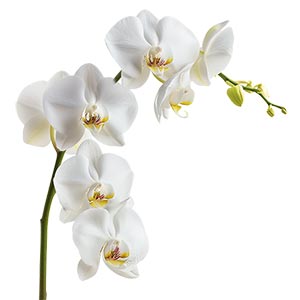 Photo White Orchid :: fragrance ingredients