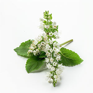 Photo White Patchouli :: fragrance ingredients