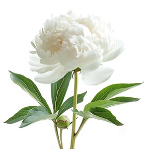 Photo White Peony :: fragrance ingredients