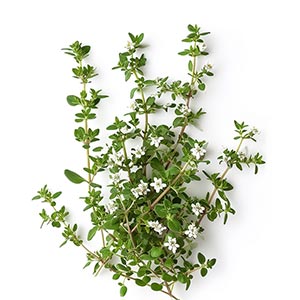 Photo White Thyme :: fragrance ingredients