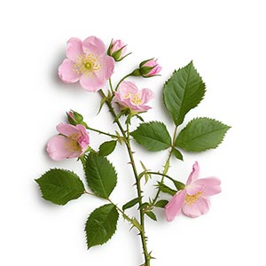 Photo Wild Rose :: fragrance ingredients