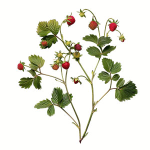 Photo Wild Strawberry :: fragrance ingredients