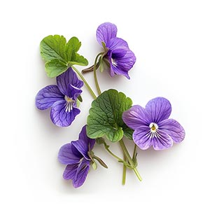 Photo Wild Violets :: fragrance ingredients