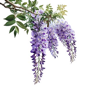 Photo Wisteria :: fragrance ingredients