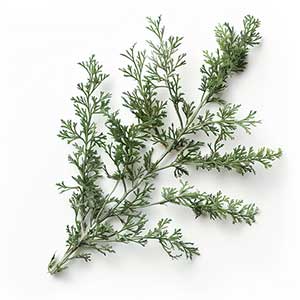 Photo Wormwood :: fragrance ingredients