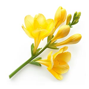 Photo Yellow Freesia :: fragrance ingredients