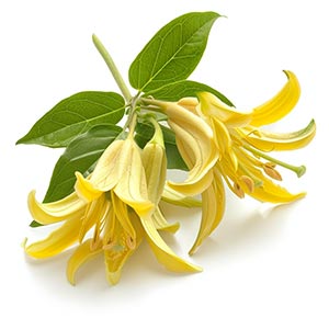 Photo Ylang Ylang :: fragrance ingredients